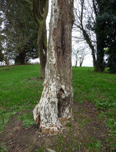 Developing swathes of fruit bodies on hawthorn in Harlow, UK.